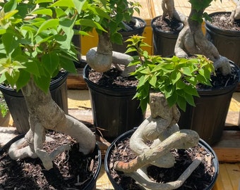 Torch Bougainvillea Bonsai - Ship in 3Gal Pot