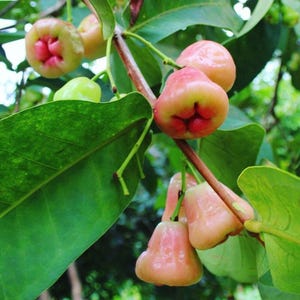 Wax apple -  1 plant - 2 to 3 feet tall - ship in 3gal pot