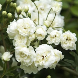 White lady banks climbing rose - 2 feet tall - ship in 6" pot