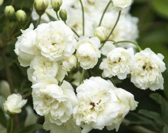 White lady banks climbing rose - 2 feet tall - ship in 6" pot