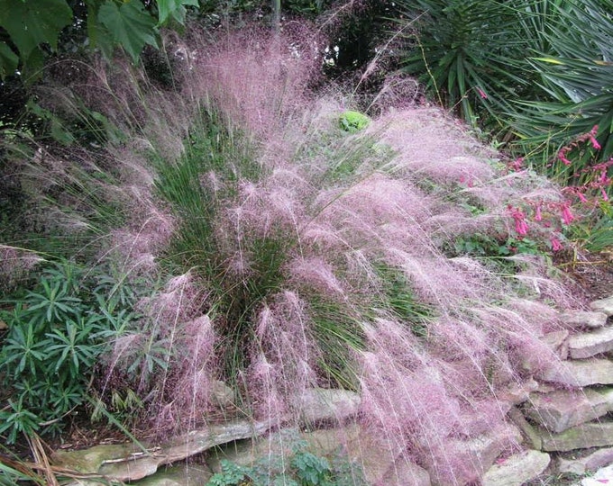 Pink Muhly Cotton Candy Pink Grass - 1 Feet Tall - Ship 6" Pot