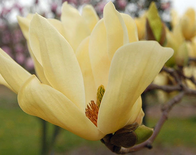 Elizabeth Magnolia - 1 live plant - 2 to 3 Feet  tall