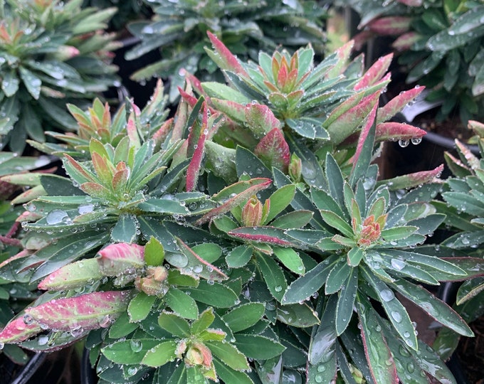 Euphorbia martini’ tiny tim’ 1 live plant  ship in 6" pot