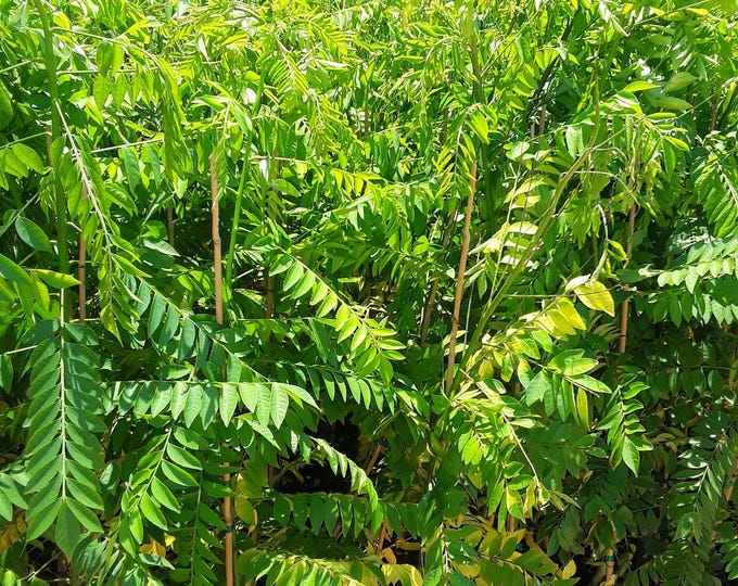 Red spanish/hog plum, ciruela, jocote rojo, mombin tree -  2 to 3 feet tall - ship in 3gal pot