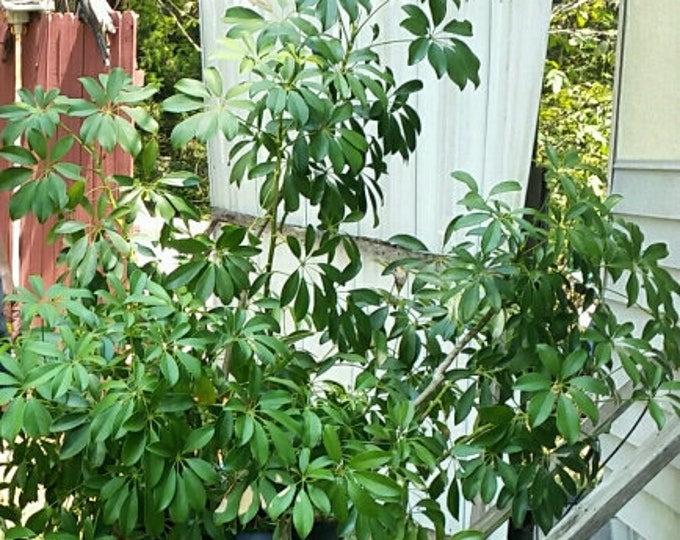 Schefflera arboricola - 1 Plants - 3 to 4  Feet Tall - Ship in 3gal Pot
