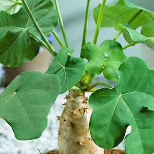 Jatropha podagrica Buddha Belly Plant 1 Plant 1 Feet Tall Ship in 6 Pot image 2