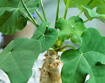 Jatropha podagrica - Buddha Belly Plant -  1 Plant - 2  Feet Tall - Ship in 3gal Pot