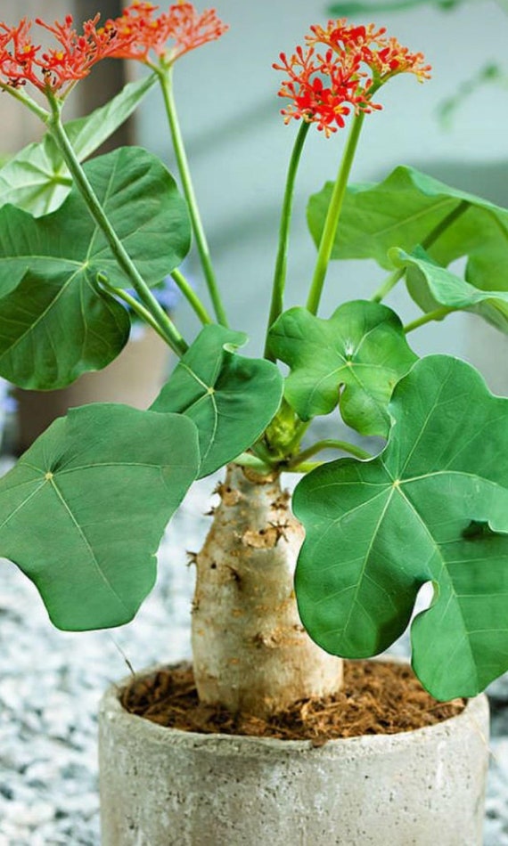 Buy Jatropha Podagrica Buddha Belly Plant 1 Plant 2 Feet Tall Ship
