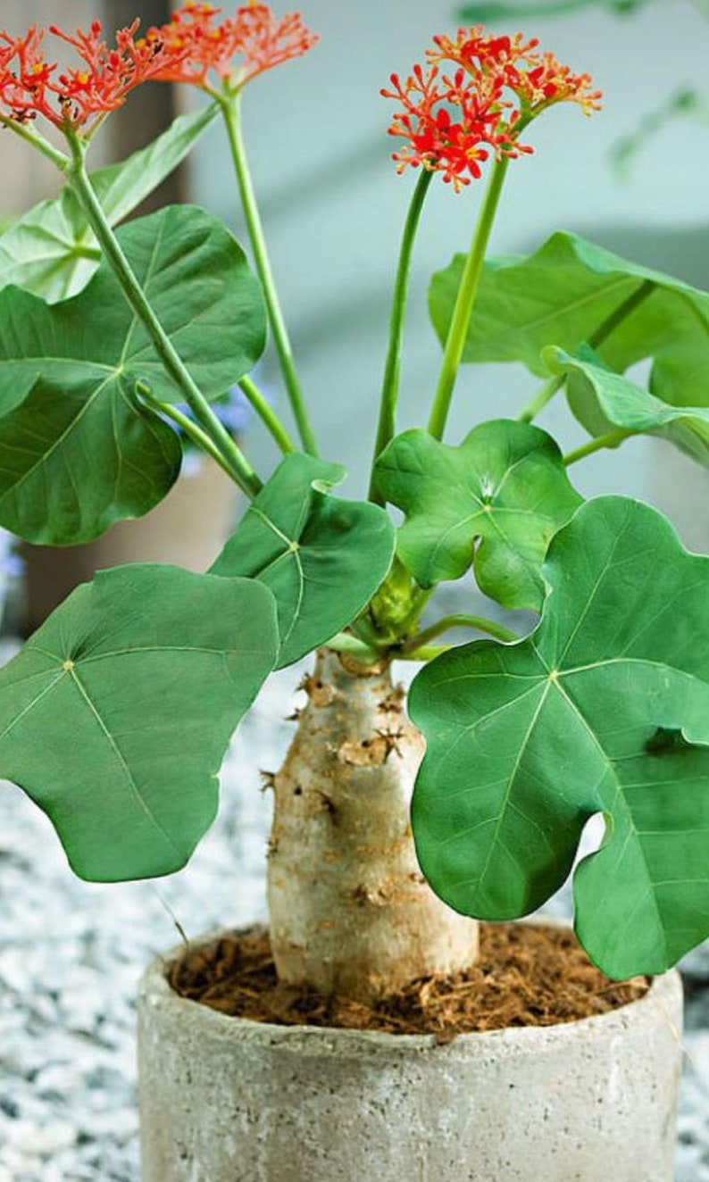 Jatropha podagrica Buddha Belly Plant 1 Plant 1 Feet Tall Ship in 6 Pot image 2