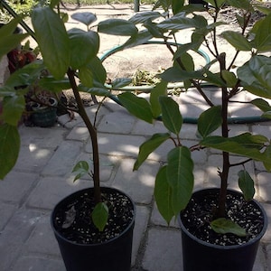 May include: Two small green leafy plants in black pots. The plants are in a garden setting with a brick walkway.