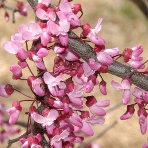 Ruby Fall Redbud - Cercis canadensis 'Ruby Fall' - 2 to 3 Feet Tall - Ship in pot