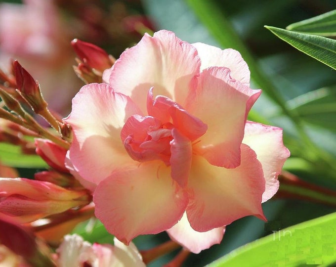 Nerium oleander ‘Mrs. Roeding’  - 1 Plants  - 1  feet Long  - Ship in 6" Pot