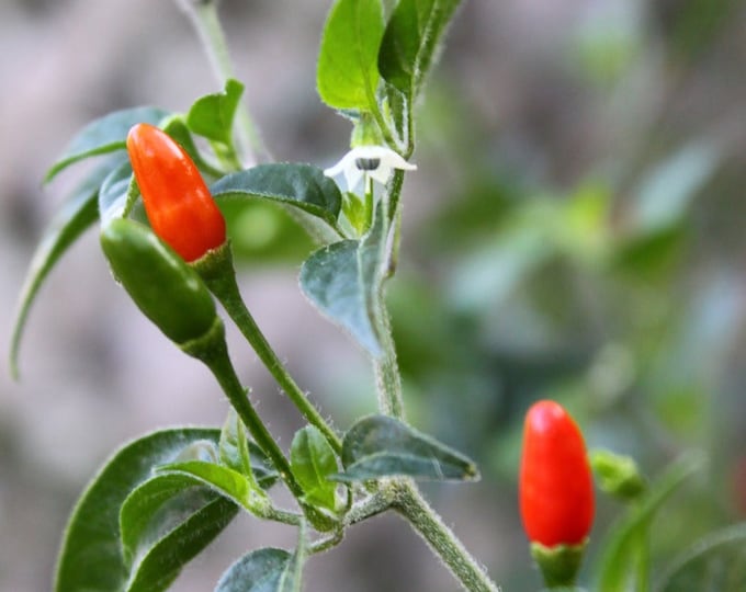 Pepper Pequin - Piquin Chili Capsicum annuum  - 1 Plants    - Ship in 3" Pot
