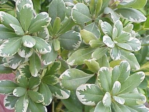 Variegated Japanese Mock Orange - Pittosporum Tobira 'variegatum