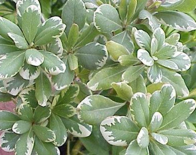 Variegated japanese mock orange - pittosporum tobira 'variegatum'- 1 plant - 1 feet tall  - ship in 1 gal pot