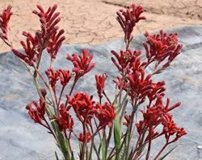 Anigozanthos Kanga Red - 1 feet Tall  - Ship in 6" Pot