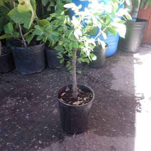 May include: A small green plant with a single stem growing in a black plastic pot. The plant is surrounded by other plants in pots.