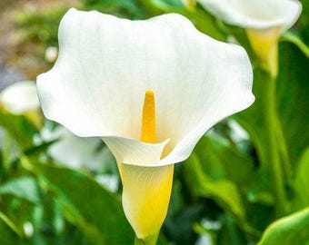 Giant Calla Lily (zantedeschia) 1 Feet Tall 1 Gallon Poy - Etsy