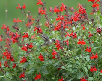 Salvia greggii furman's red - 1Feet Tall - Ship in 6" Pot