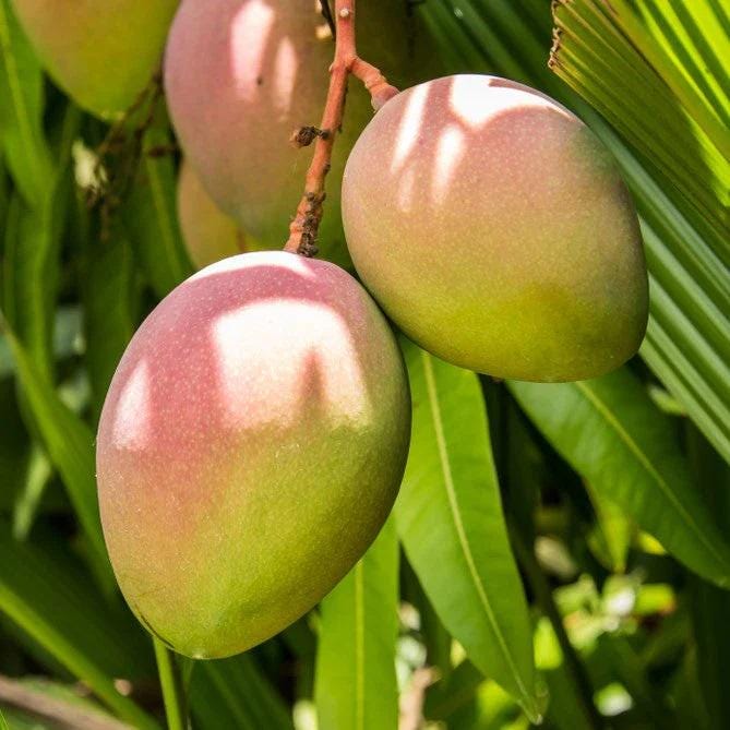 Karen Michelle mango tree  - grafted tree   - - 1 feet tall -grafted - ship in 6" pot