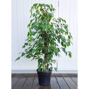 Weeping Fig - Single Trunk - 2   Feet Tall - Ship in 6" Pot