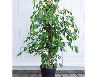 Weeping Fig - Single Trunk - 2   Feet Tall - Ship in 6" Pot