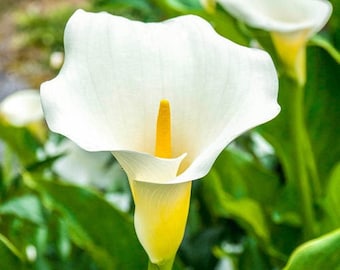 Giant calla lily (zantedeschia) 1 feet tall 1 gallon poy