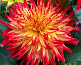 Dahlia hybrida 'Hypnotica Icarus' - 1 Plants - 6" to 1 Feet Tall - ship in 6" pot