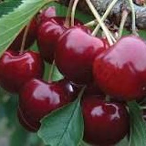May include: Close-up of a cluster of ripe, dark red cherries hanging from a branch. The cherries are glossy and plump, with green leaves visible in the background.