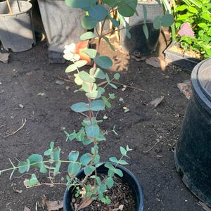 May include: A small eucalyptus tree with green leaves and white flowers growing in a black pot. The tree is surrounded by brown dirt.