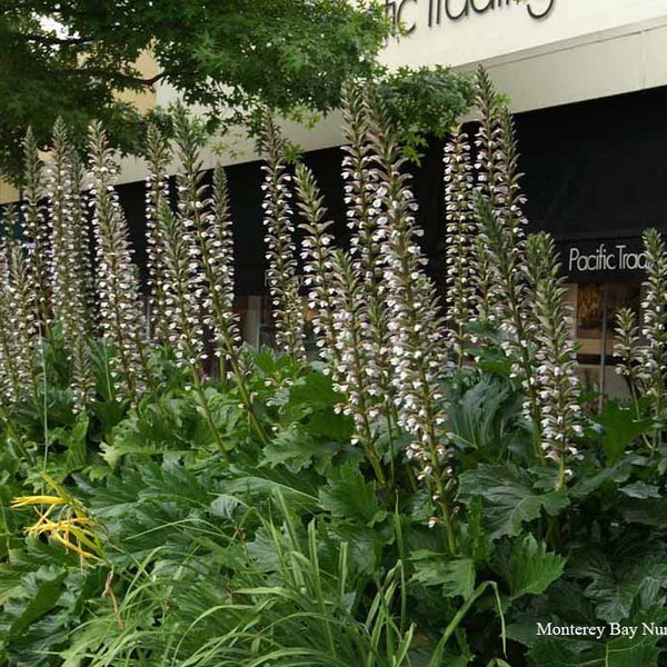 Acanthus mollis ‘Oak Leaf’- 1 Feet  Tall - Ship in 6" Pot