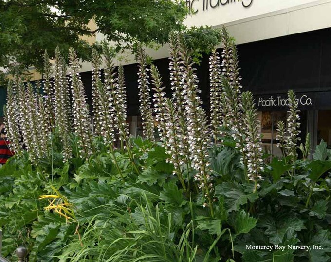 Acanthus mollis ‘Oak Leaf’- 2 Feet  Tall - Ship in 3gal Pot