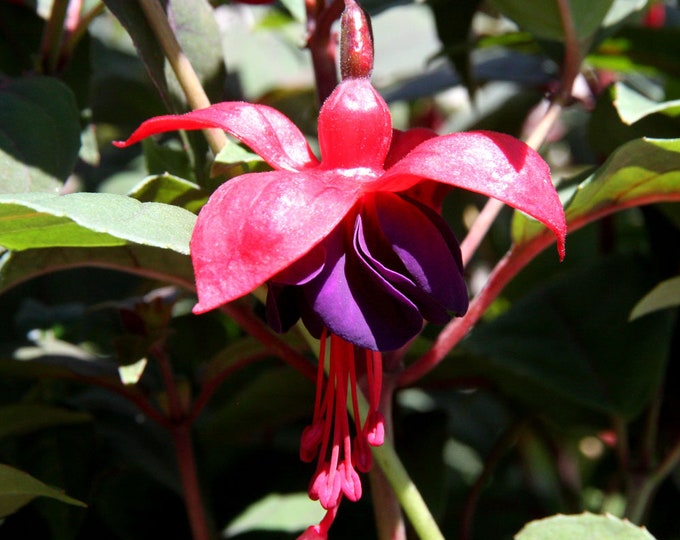 Fuchsia Corabells Dark Eyes  - 1 Plants  - 6" Tall - Ship in 3" Pot