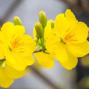 Mai vàng - 1 Plant - 2 to 3 feet Tall - ship in 3Gal Pot
