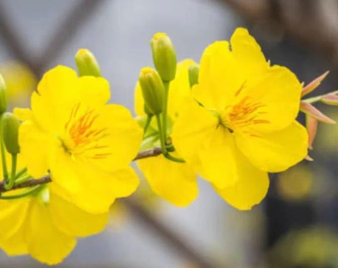 Mai vàng - 1 Plant - 2 to 3 feet Tall - ship in 3Gal Pot