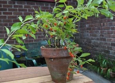 Goji berries (lycium fruits) - 1 feet tall - ship in 6" pot