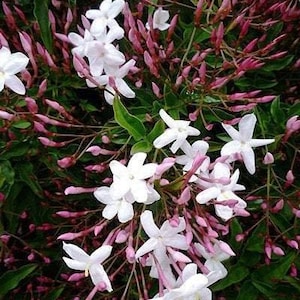 May include: A close-up of a bush with white jasmine flowers and pink buds. The flowers are in full bloom and have a delicate, sweet fragrance.