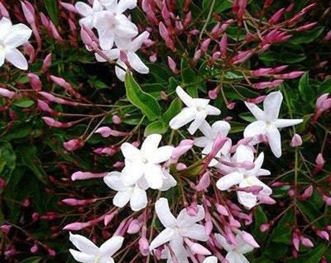 Pink jasmine - jasminum polyanthum - 1 plants - 2  feet tall - ship in 6" pot