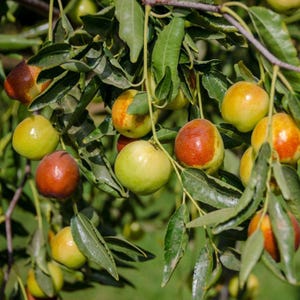 May include: A branch of a tree with green leaves and many small, round, red and green fruits. The fruits are hanging from the branches and some are partially obscured by the leaves.