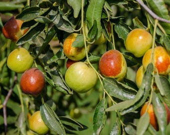 Jujube honey jar tree- 3 to 4 feet tall - grafted tree - bigger trunk - ship in 3gal pot