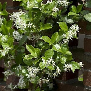 Star jasmine ‘madison’ 2 feet tall 1 gallon pot