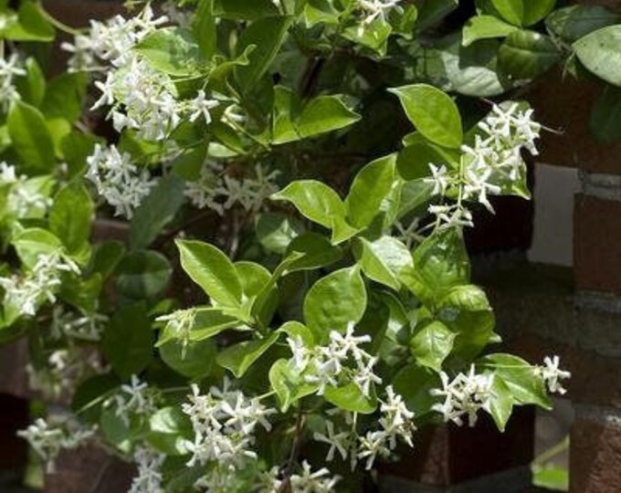 Star jasmine ‘madison’ 2 feet tall 1 gallon pot