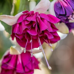 Fuchsia Marbella Magenta Purple - 1 Plants  - 1  feet Long  - Ship in 6" Pot