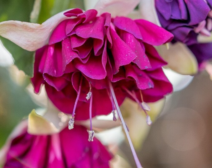 Fuchsia Marbella Magenta Purple - 1 Plants  - 1  feet Long  - Ship in 6" Pot