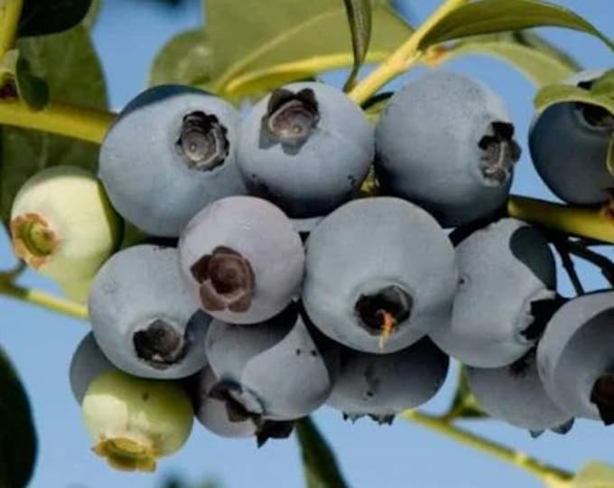 O'Neal southern highbush blueberry -  1 feet tall - ship in 6" pot