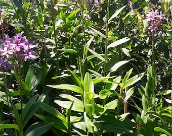 Purple Epidendrum Orchid Plants - 1 to 2 Feet Tall - Ship in 6" Pot