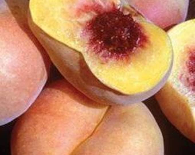 Peach Sweet Bagel - 2 to 3 feet tall - ship in 6" pot