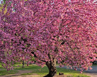 Prunus serrulata 'Kwanzan' - 2 to 3 Feet Tall - Ship in 6" pot