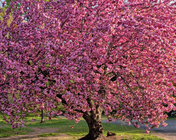 Prunus serrulata 'Kwanzan' - 2 to 3 Feet Tall - Ship in 6" pot