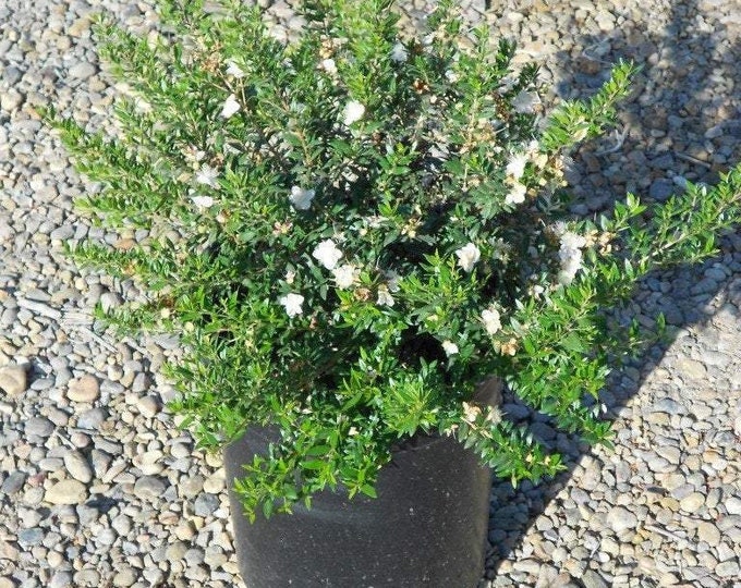 Myrtus communis 'Compacta' - Dwarf Myrtle - 1 Feet Tall - Great For Bonsai - Ship in 6" Pot